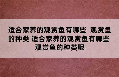 适合家养的观赏鱼有哪些  观赏鱼的种类 适合家养的观赏鱼有哪些 观赏鱼的种类呢